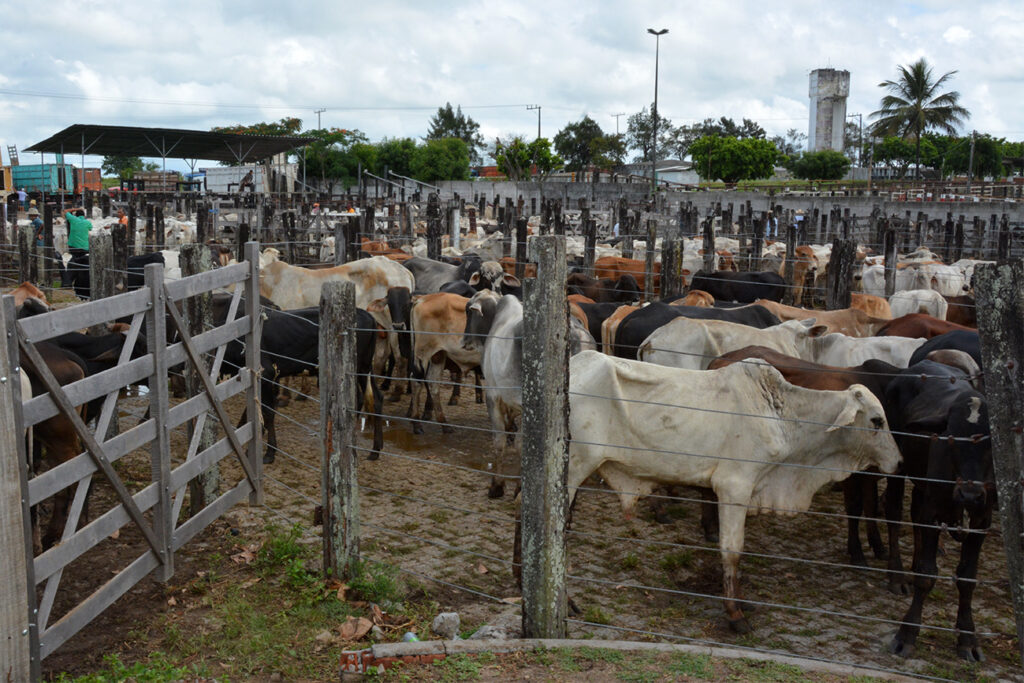 Prefeitura realiza cadastro de pecuaristas para facilitar uso do Matadouro Campo do Gado