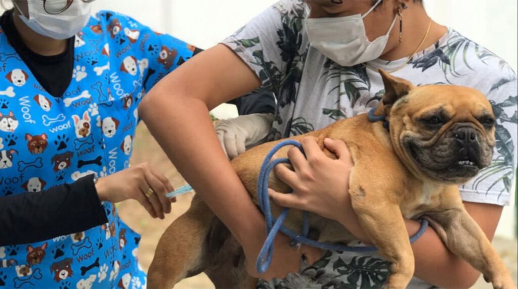 Centro de Zoonoses de Feira de Santana dá início à Campanha de Vacinação para cães e gatos