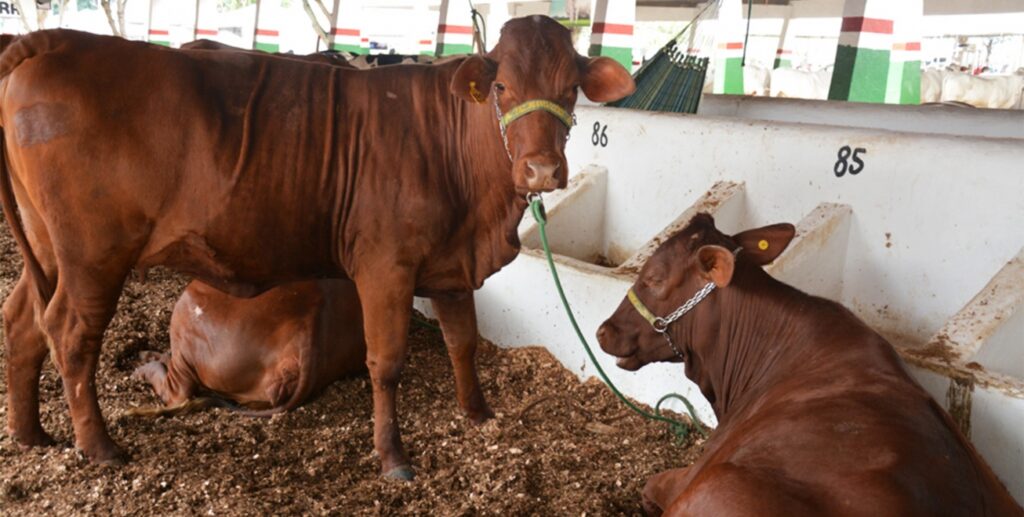 Prefeitura de Feira publica regulamento da 45ª Expofeira, que acontece de 1º a 8 de setembro