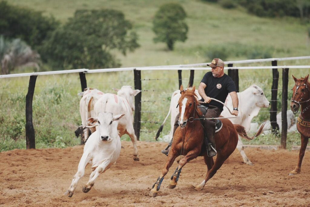 Team Penning volta à ExpoFeira 2024 com mais de 100 competidores e R$ 40 mil em prêmios