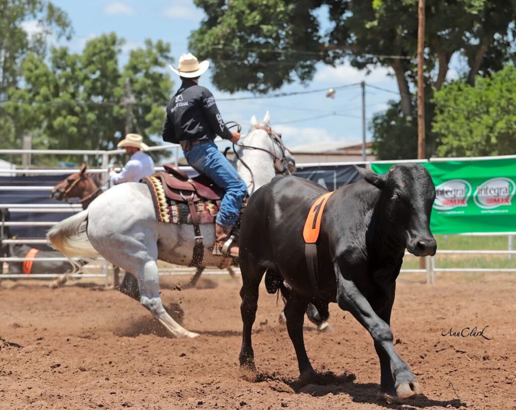 I Etapa do Campeonato Baiano de Ranch Sorting 2025 movimenta amantes do cavalo em Feira de Santana nos dias 21 e 22 de fevereiro